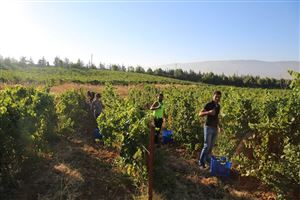 /Gallery/Events/ChateauKefraya/Pic 3.jpg